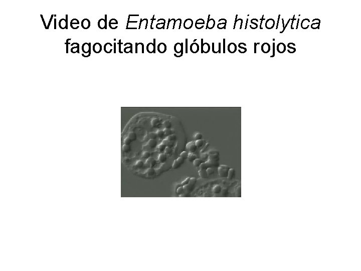 Video de Entamoeba histolytica fagocitando glóbulos rojos 