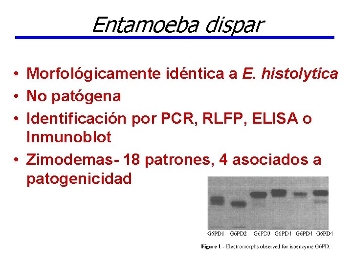 Entamoeba dispar • Morfológicamente idéntica a E. histolytica • No patógena • Identificación por