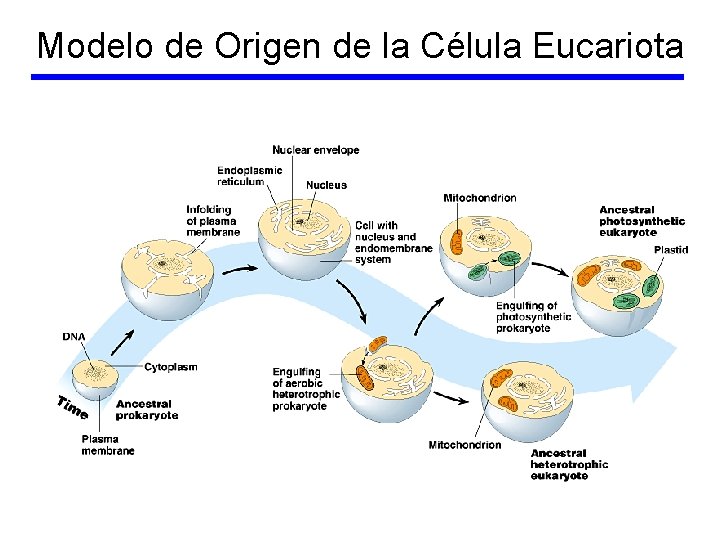 Modelo de Origen de la Célula Eucariota 