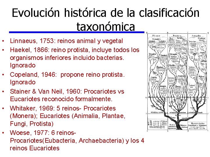 Evolución histórica de la clasificación taxonómica • Linnaeus, 1753: reinos animal y vegetal •