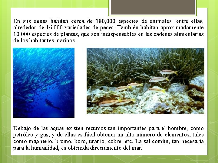 En sus aguas habitan cerca de 180, 000 especies de animales; entre ellas, alrededor