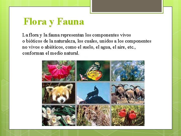 Flora y Fauna La flora y la fauna representan los componentes vivos o bióticos