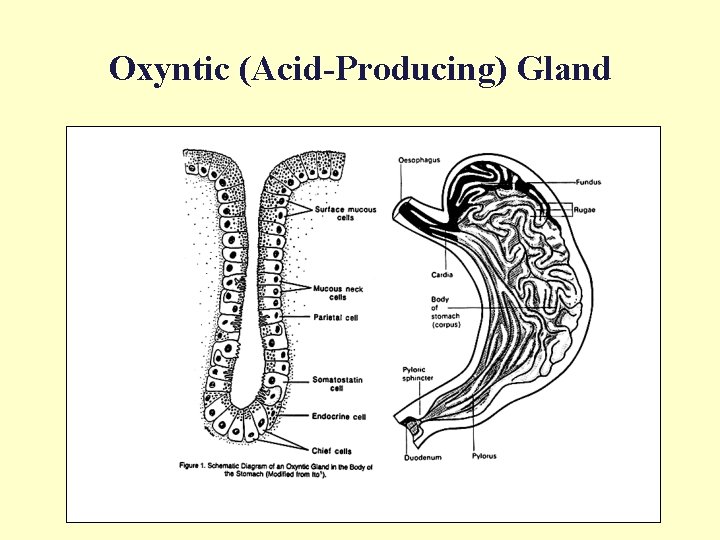 Oxyntic (Acid-Producing) Gland 