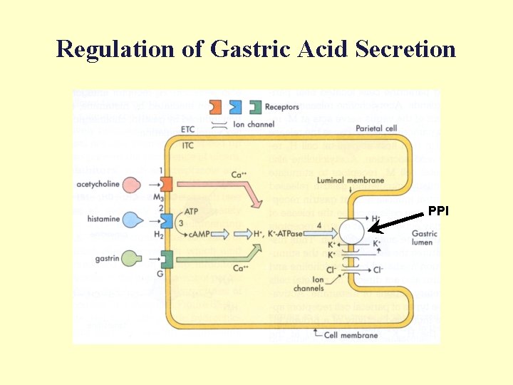 Regulation of Gastric Acid Secretion PPI 