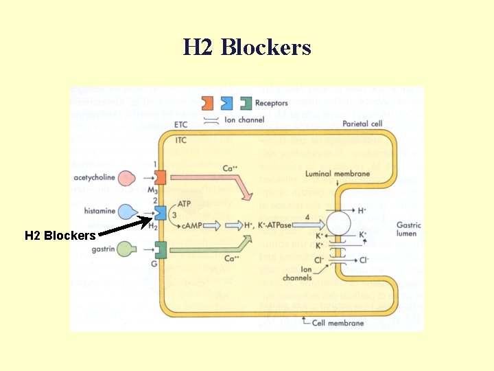 H 2 Blockers 