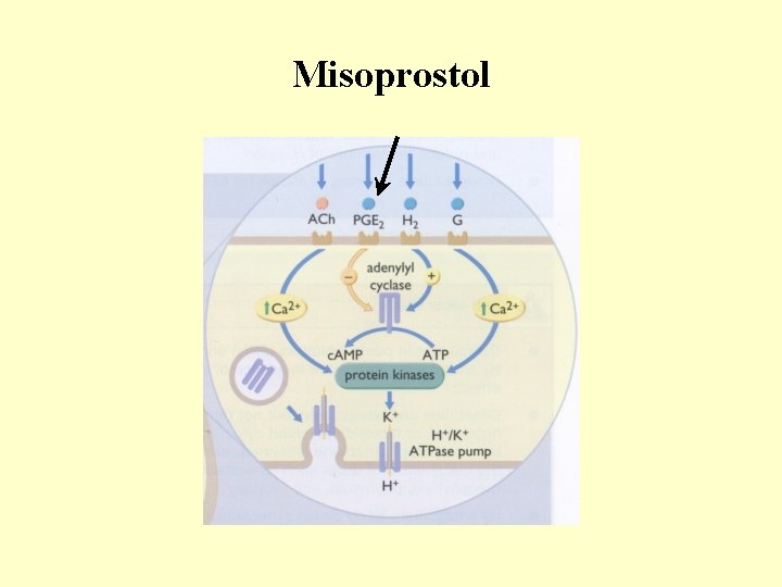 Misoprostol 