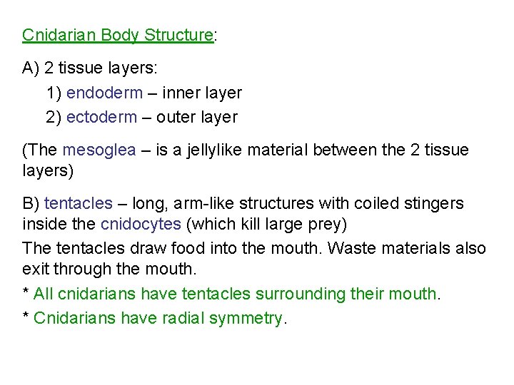 Cnidarian Body Structure: A) 2 tissue layers: 1) endoderm – inner layer 2) ectoderm Cnidarian Body Structure: A) 2 tissue layers: 1) endoderm – inner layer 2) ectoderm