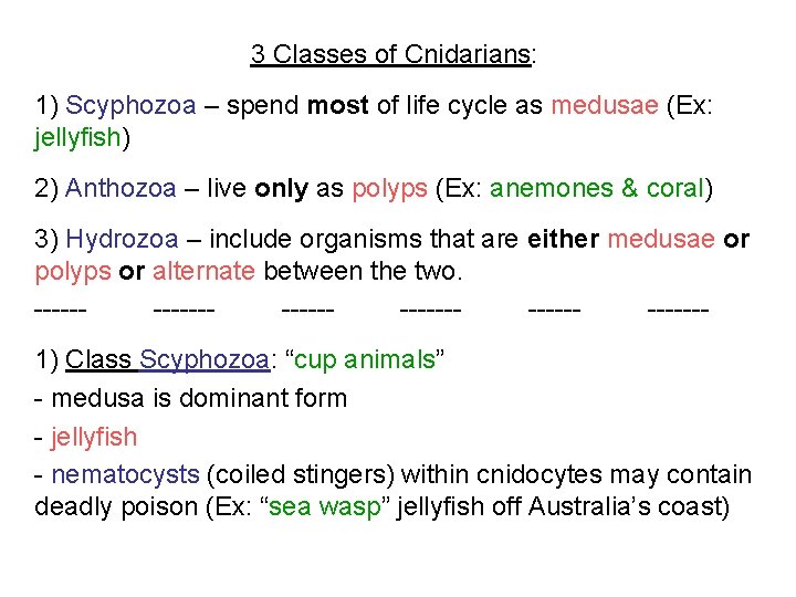 3 Classes of Cnidarians: 1) Scyphozoa – spend most of life cycle as medusae 3 Classes of Cnidarians: 1) Scyphozoa – spend most of life cycle as medusae