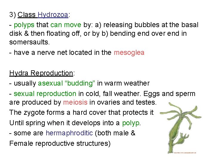3) Class Hydrozoa: - polyps that can move by: a) releasing bubbles at the 3) Class Hydrozoa: - polyps that can move by: a) releasing bubbles at the