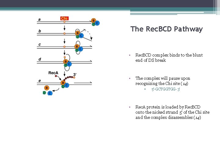 The Rec. BCD Pathway • Rec. BCD complex binds to the blunt end of