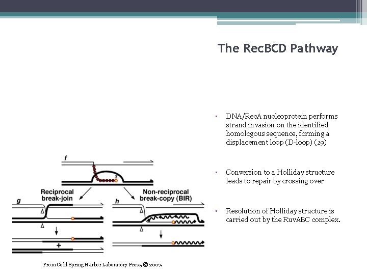 The Rec. BCD Pathway From Cold Spring Harbor Laboratory Press, © 2007. • DNA/Rec.