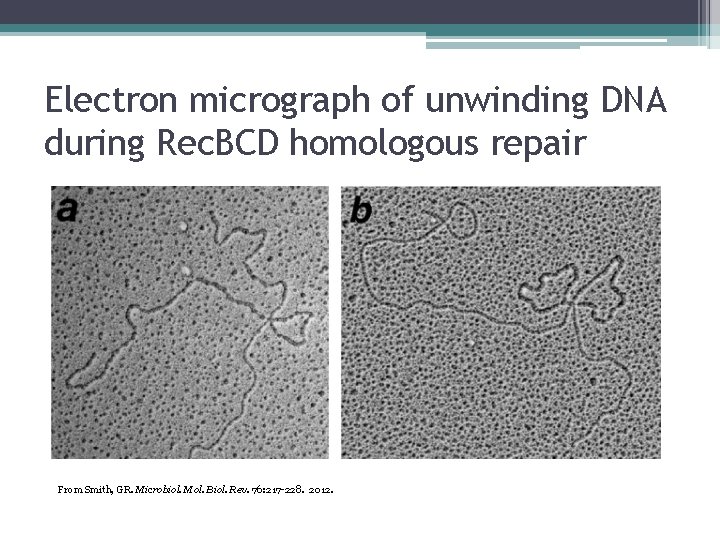 Electron micrograph of unwinding DNA during Rec. BCD homologous repair From Smith, GR. Microbiol.