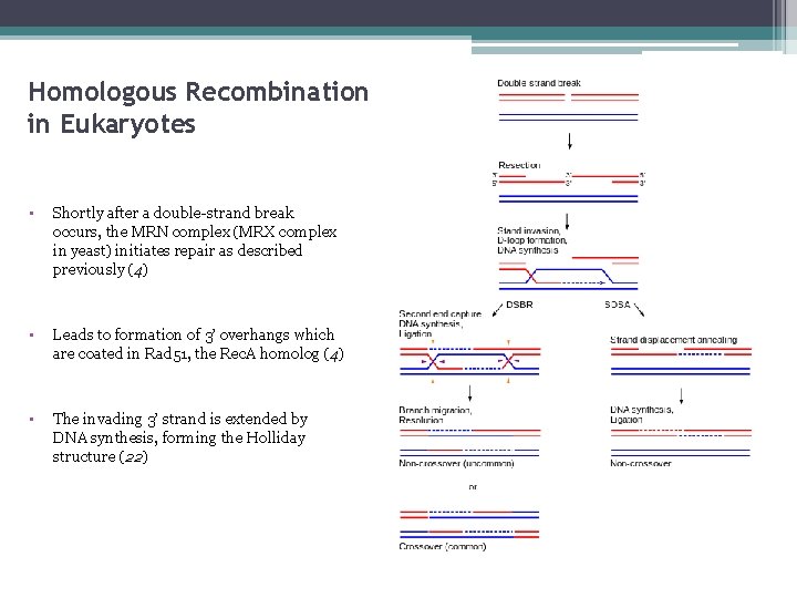 Homologous Recombination in Eukaryotes • Shortly after a double-strand break occurs, the MRN complex