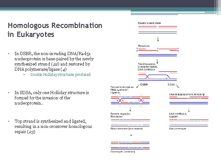 Homologous Recombination in Eukaryotes • In DSBR, the non-invading DNA/Rad 51 nucleoprotein is base-paired