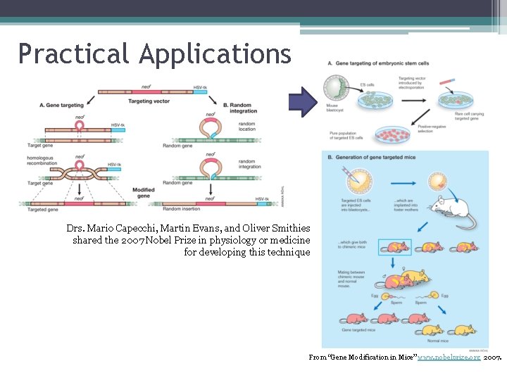 Practical Applications Drs. Mario Capecchi, Martin Evans, and Oliver Smithies shared the 2007 Nobel