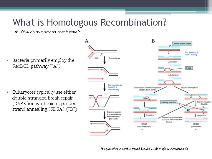What is Homologous Recombination? v DNA double-strand break repair • Bacteria primarily employ the