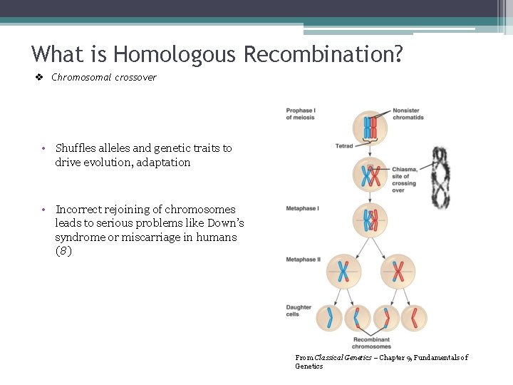 What is Homologous Recombination? v Chromosomal crossover • Shuffles alleles and genetic traits to