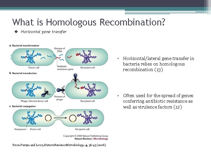What is Homologous Recombination? v Horizontal gene transfer • Horizontal/lateral gene transfer in bacteria