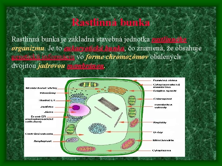 Rastlinná bunka je základná stavebná jednotka rastlinného organizmu. Je to eukaryotická bunka, čo znamená, Rastlinná bunka je základná stavebná jednotka rastlinného organizmu. Je to eukaryotická bunka, čo znamená,