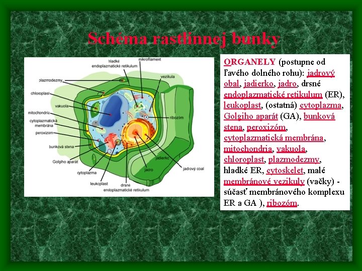 Schéma rastlinnej bunky ORGANELY (postupne od ľavého dolného rohu): jadrový obal, jadierko, jadro, drsné Schéma rastlinnej bunky ORGANELY (postupne od ľavého dolného rohu): jadrový obal, jadierko, jadro, drsné
