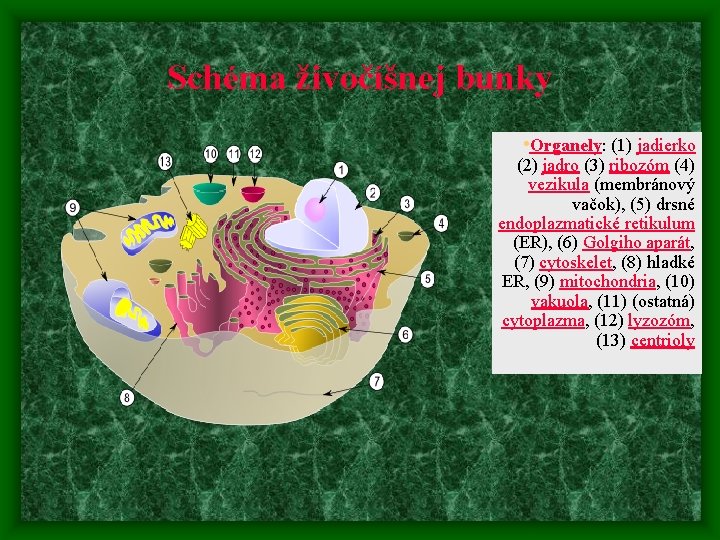 Schéma živočíšnej bunky • Organely: (1) jadierko (2) jadro (3) ribozóm (4) vezikula (membránový Schéma živočíšnej bunky • Organely: (1) jadierko (2) jadro (3) ribozóm (4) vezikula (membránový