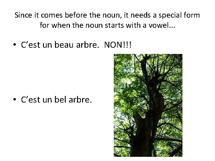 Since it comes before the noun, it needs a special form for when the