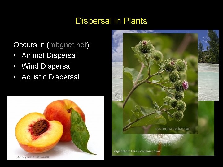 Dispersal in Plants Occurs in (mbgnet. net): • Animal Dispersal • Wind Dispersal •