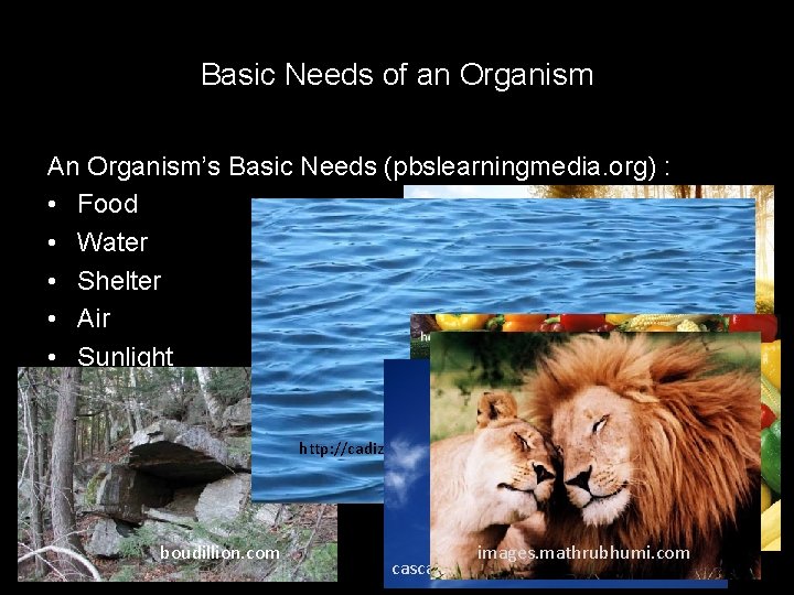 Basic Needs of an Organism An Organism’s Basic Needs (pbslearningmedia. org) : • Food