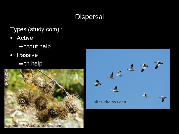 Dispersal Types (study. com) : • Active - without help • Passive - with