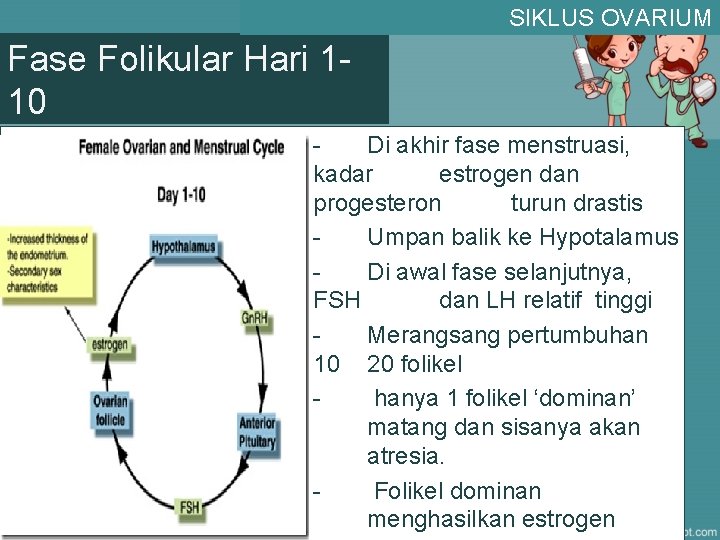 SIKLUS OVARIUM Fase Folikular Hari 110 » Di akhir fase menstruasi, kadar estrogen dan