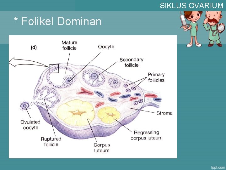 SIKLUS OVARIUM * Folikel Dominan 