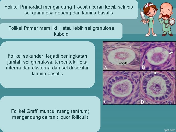 Folikel Primordial mengandung 1 oosit ukuran kecil, selapis sel granulosa gepeng dan lamina basalis