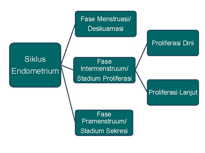 Fase Menstruasi/ Deskuamasi Proliferasi Dini Siklus Endometrium Fase Intermenstruum/ Stadium Proliferasi Lanjut Fase Pramenstruum/