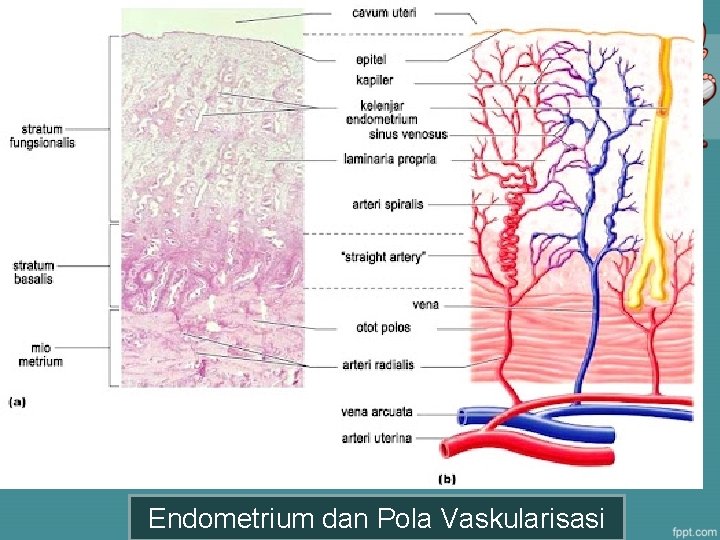 Endometrium dan Pola Vaskularisasi 