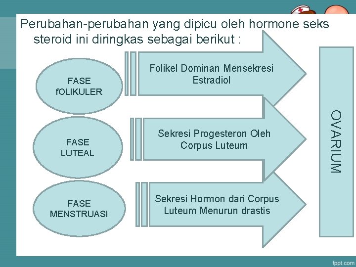 Perubahan-perubahan yang dipicu oleh hormone seks steroid ini diringkas sebagai berikut : FASE f.