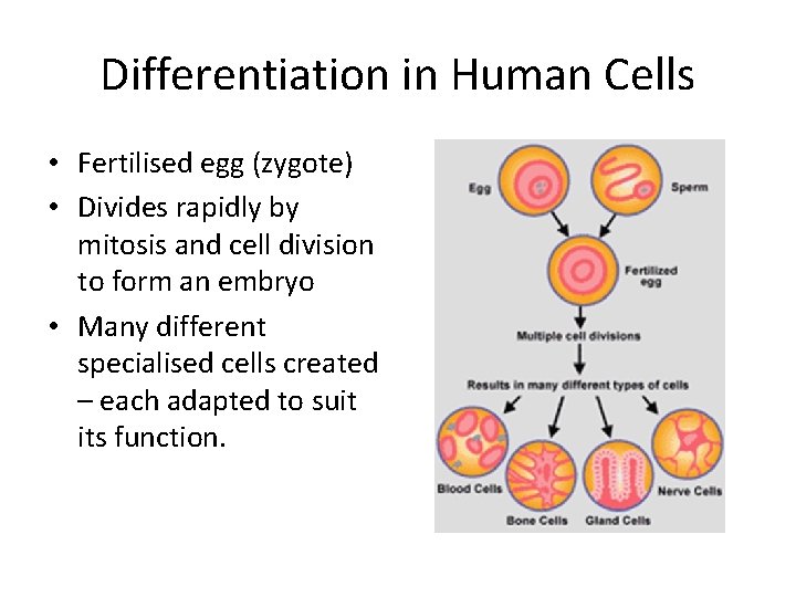 Differentiation in Human Cells • Fertilised egg (zygote) • Divides rapidly by mitosis and