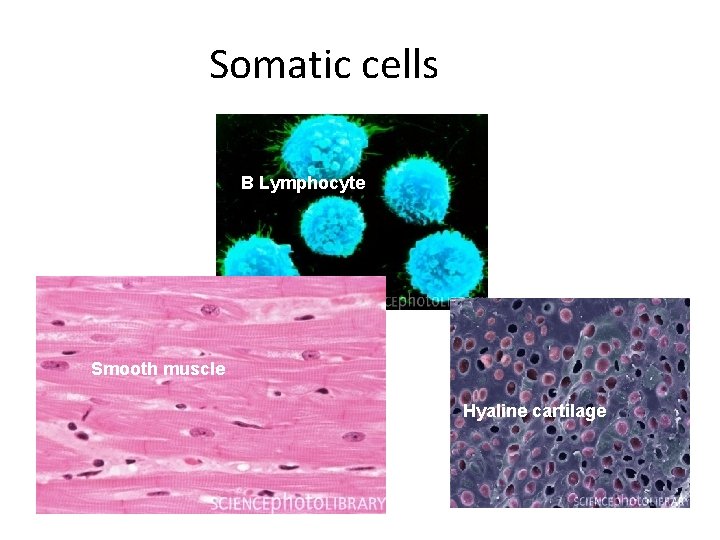 Somatic cells B Lymphocyte Smooth muscle Hyaline cartilage 