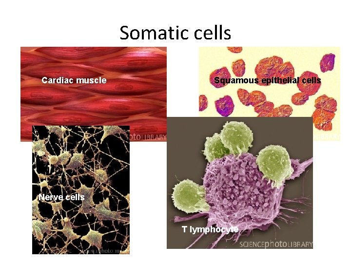Somatic cells Cardiac muscle Squamous epithelial cells Nerve cells T lymphocyte 