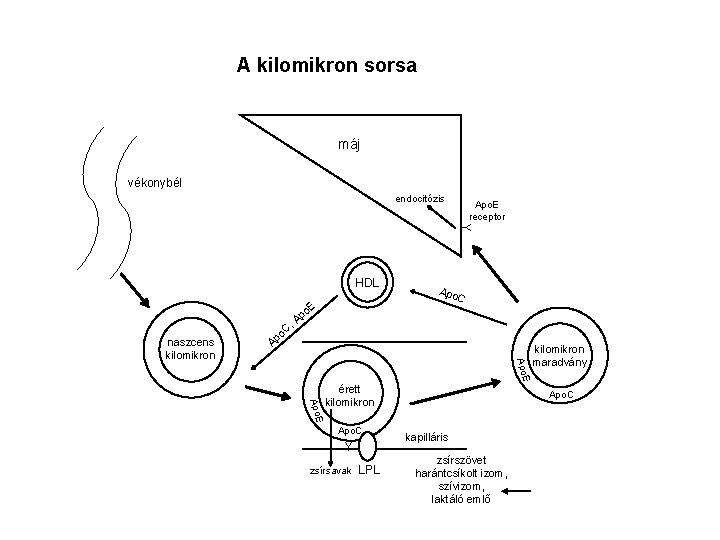 A kilomikron sorsa máj vékonybél endocitózis Apo. E receptor Y HDL A C E