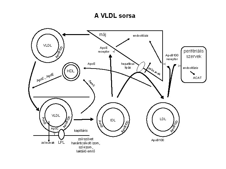 A VLDL sorsa máj Ap o. C, hepatikus lipáz HDL o. E Y Apo.