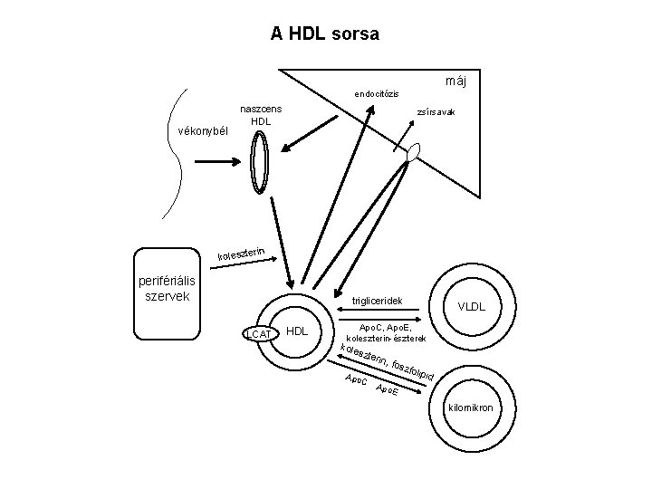 A HDL sorsa máj endocitózis vékonybél naszcens HDL zsírsavak rin koleszte perifériális szervek trigliceridek