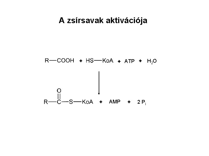 A zsírsavak aktivációja + + ATP + H 2 O + AMP + 2