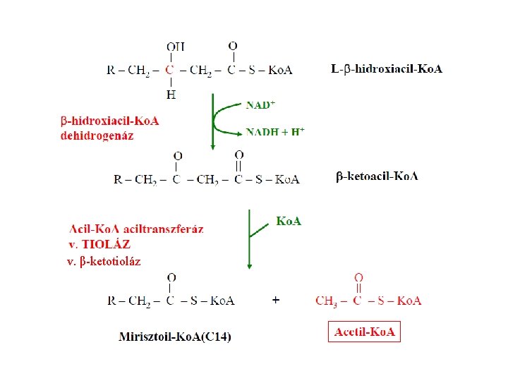 v. β-ketotioláz 