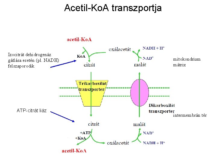 Acetil-Ko. A transzportja Izocitrát dehidrogenáz gátlása esetén (pl. NADH) felszaporodik ATP-citrát liáz mitokondrium mátrix