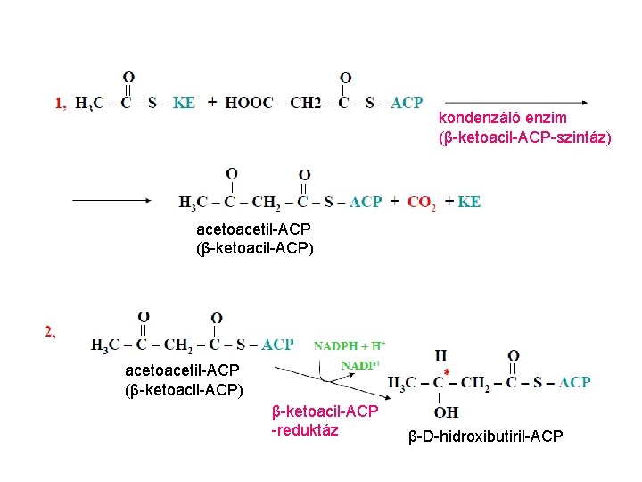 kondenzáló enzim (β-ketoacil-ACP-szintáz) acetoacetil-ACP (β-ketoacil-ACP) β-ketoacil-ACP -reduktáz β-D-hidroxibutiril-ACP 