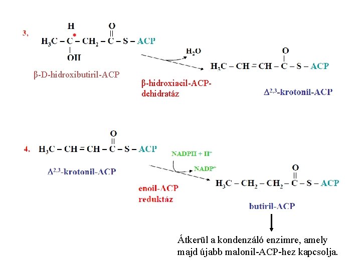 β-D-hidroxibutiril-ACP β-hidroxiacil-ACPdehidratáz Átkerül a kondenzáló enzimre, amely majd újabb malonil-ACP-hez kapcsolja. 