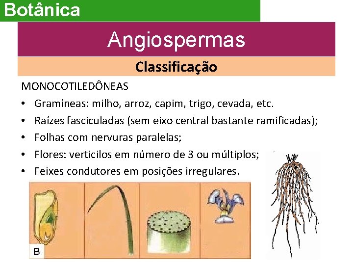 Botânica Angiospermas Classificação MONOCOTILEDÔNEAS • Gramíneas: milho, arroz, capim, trigo, cevada, etc. • Raízes