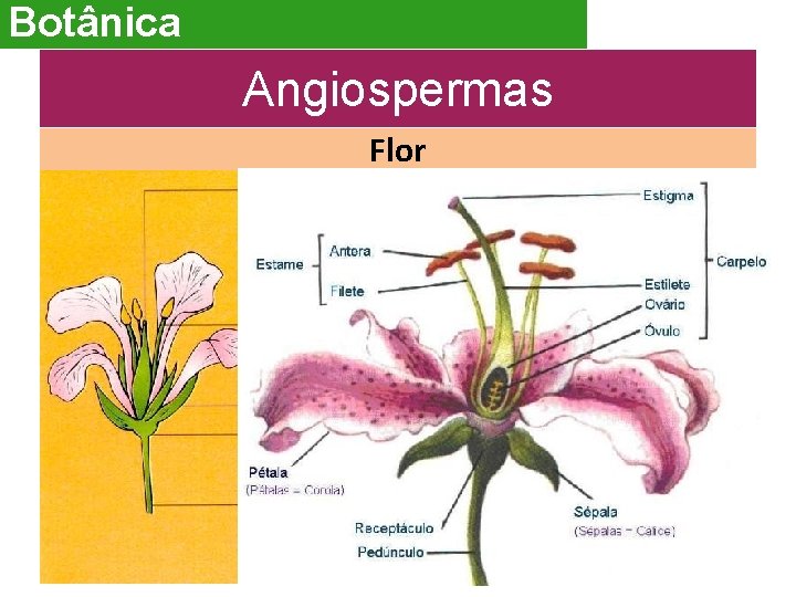 Botânica Angiospermas Flor 