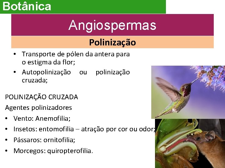 Botânica Angiospermas Polinização • Transporte de pólen da antera para o estigma da flor;