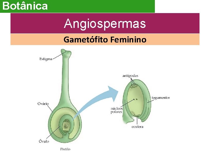 Botânica Angiospermas Gametófito Feminino 